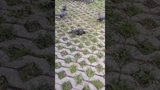 Самарские кошки и голуби #shorts #shortsvideoyoutube