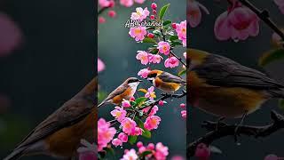 the beauty of nature is complemented by the beauty of birds #birds #nature #hd #aby