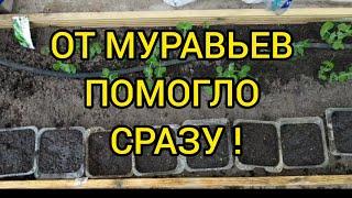 ОТ МУРАВЬЕВ ПОМОГЛО СРАЗУ . СУПЕР СПОСОБ. Ничего покупать не нужно .