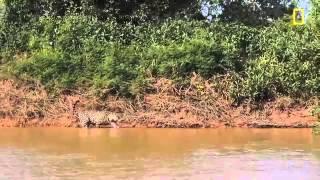 Jaguar Attacks Crocodile EXCLUSIVE VIDEO)