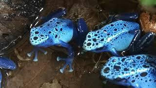 Azureus Dartfrogs male calling