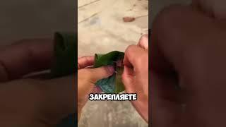 Поймать курицу с помощью листа    #факты