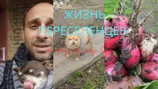 Переселенцы.Жизнь в селе