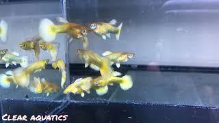 24k Full Gold Platinum Guppy from Gary's Fish Rooms