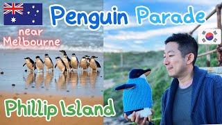 Day Trip from Melbourne - Penguin Parade & Koala Reserve | Aussie Fish & Chips (Phillip Island)