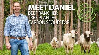 Silvopasture - How raising beef cattle and trees together can help the planet