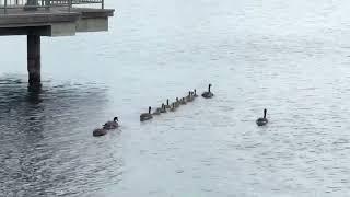 Family of Geese swimming out with all their goslings