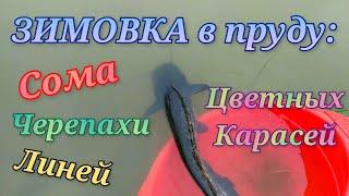 Зимовка в пруду: Сома, цветных карасей, золотых линей, черепахи Wintering in the pond: Catfish tench