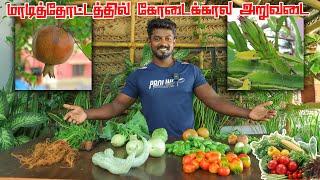 நம்ம மாடித்தோட்டத்தில் ஒரு மகத்தான அறுவடை  | HARVESTING ORGANIC VEGETABLES IN OUR TERRACE GARDEN