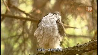 Goshawk: Soul of the Wind. (Full Documentary)