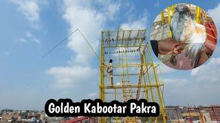 New Paro Ma Golden Kabootar Pakra | Pigeon Life Span