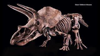 World record triceratops fossil coming to Glazer Children's Museum