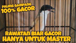 PASTI GACOR KEMBALI‼️FUNGSI BURUNG MASTERAN