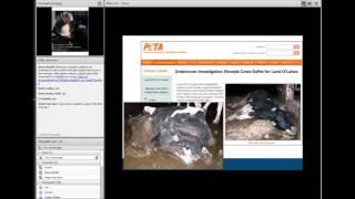 Lameness, Hoof, and Leg Issues in Dairy Cattle