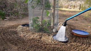 Deep Watering  - Desert-Wise Landscaping Series Set in the Mojave Desert in the Morongo Basin