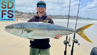 38lb La Jolla Yellowtail Solo Skiff Fishing Megabait Trolling Lure San Diego California May SDFS