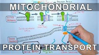 Protein Transport into Mitochondria