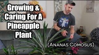 How to Grow and Care for The Pineapple Plant (Ananas comosus)