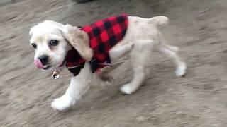 Puppy Runs in Slow Mo Cocker Spaniel  Munchie Falcor