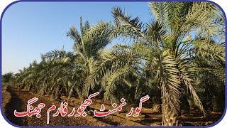 A Visit To Government Dates Farm Gojra Road Jhang | Meekal Vlogs