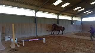 3 yo gelding by Grandorado