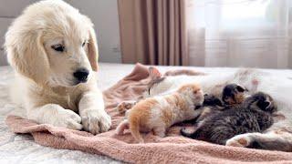 Golden Retriever Puppy Reacts to Baby Kittens [Cuteness Overload]