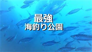 すごい魚に釣果！日本最強の海釣り公園　冬に驚きの水中映像！