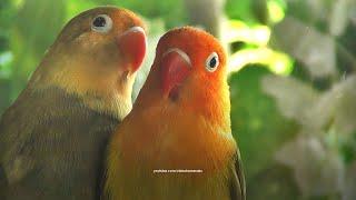 Lovebirds Chirping Sound From Euwing Green Opaline and Parblue Opaline