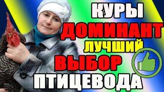 Куры ДОМИНАНТ - лучший выбор птицевода. Вся правда о доминантах.