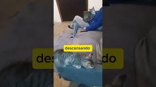 #cat #cute #funny #catlover #cutecat #youtubeshorts #gatoloco #gatomalo #kitten #gatoslocos #video