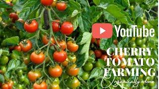 Mastering Cherry Tomato Farming || Essential Guide