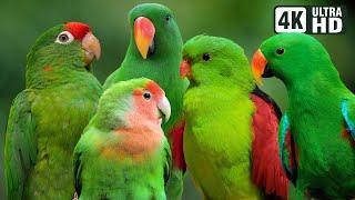 WORLD'S MOST BEAUTIFUL GREEN PARROTS | BREATHTAKING NATURE | AMAZING BIRD SOUNDS | STRESS RELIEF