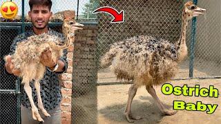 Big Surprise My Dream Animal Ostrich Baby Aa Gya