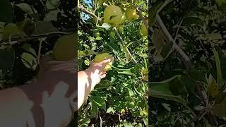 Golden delicious apple picking #growingseason #garden #notalking #fruit #seasonalharvest #shortvideo