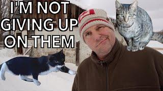 A Big Problem with the Barn Cats