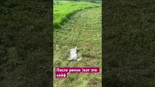 #dog #music #джекрасселтерьер #собака #2024 #псковскаяобласть #псына,как же хорошо после купания 