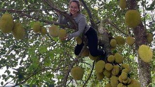 Harvest jackfruit to sell at the market, cook jackfruit soup and invite carpenters to build a house