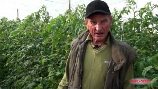 Polskie Aminokwasy Agrosorb - Radiculum, Folium - Pomidory, opinia o produktach
