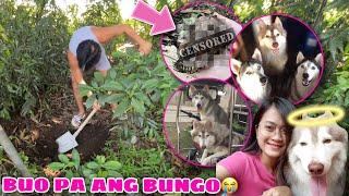 Digging Red’s Bones For Cremation! | BUO PARIN AFTER 5 YEARS! | Husky Pack TV