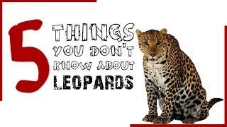 5 Leopard Facts You Don't Know