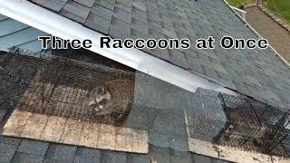 Three Raccoons Caught at One Time | Creative, Professional Raccoon Removal