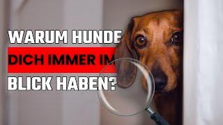 Warum schaut dein Hund ständig nach dir? 10 überraschende Gründe