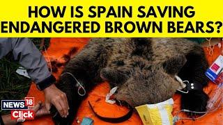 Spain Brown Bear | The Special Patrol Protecting Spain's Brown Bears And Wary Villagers | N18V