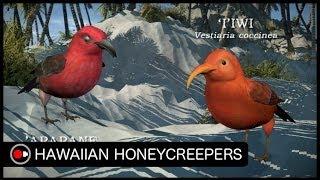 Hawaiian Honeycreepers: Evolution in Hawaii