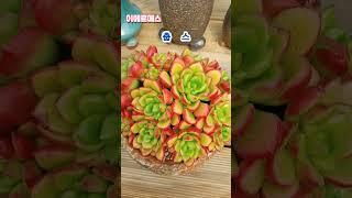 #야전님 #이에르메스다육 #다육이 # 이에르메스