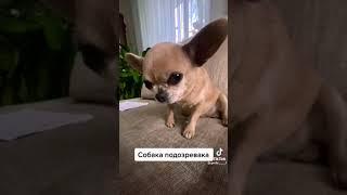 Собака подозревака