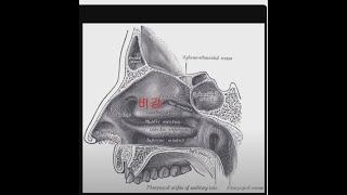 발성습관 07 두 눈 사이 작은 구멍으로 소리를 통과시켜 비강공명을 강화하는 습관