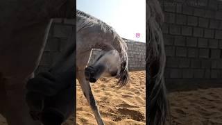 Arabian mare ️