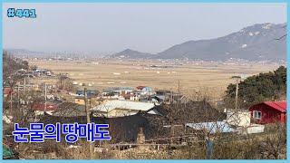 #441 [눈물의 매도] 809 ㎡(245평), 오상리, 지목 대지, 계획관리지역, 가설건축물, 농막, 전용비없슴, 평야조망, 교동대교조망