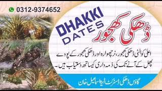 Buy and grow Dhakki Date ڈھکی کھجور @dhakkidikhan